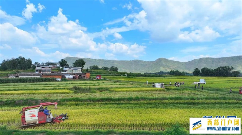 云南永仁“幸福里”水稻基地迎丰收(图3) 云南永仁“幸福里”水稻基地迎丰收(图3)