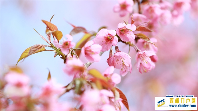 云南施甸：冬樱绽放美如画(图2)