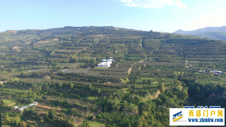 甘肃天水：昔日荒坡种“金果”(图3)