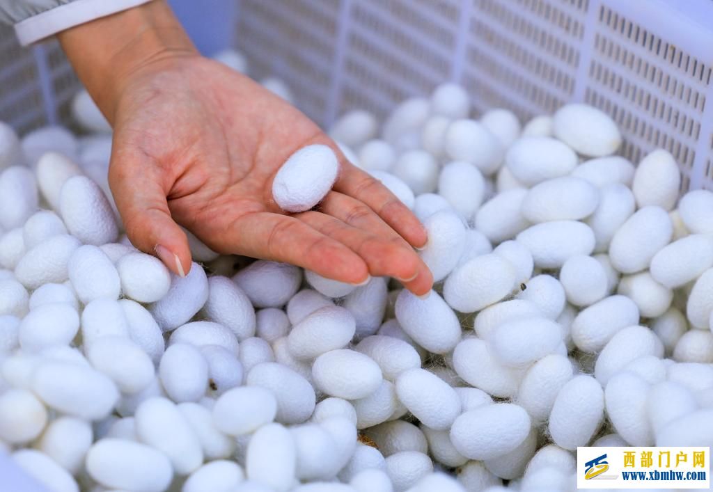 新疆乌苏:桑蚕茧产业拓宽乡村振兴新“丝”路(图2) 新疆乌苏:桑蚕茧产业拓宽乡村振兴新“丝”路(图2)