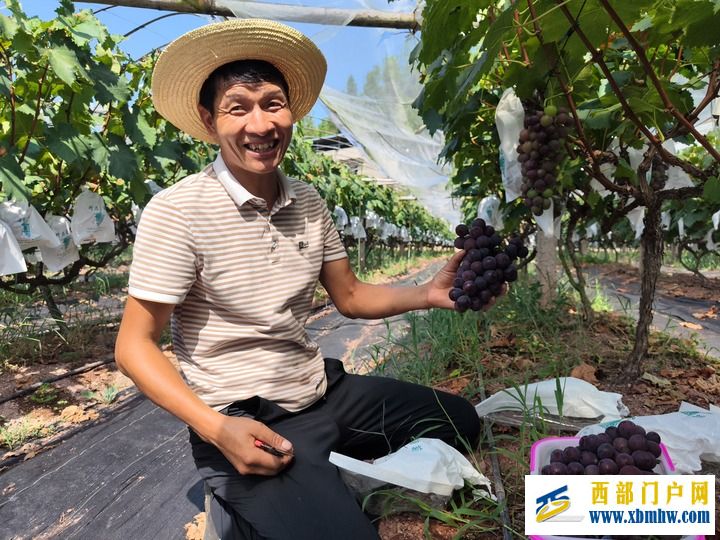 重庆巫山:三伏天里“甜蜜经济”火热上演(图1) 重庆巫山:三伏天里“甜蜜经济”火热上演(图1)