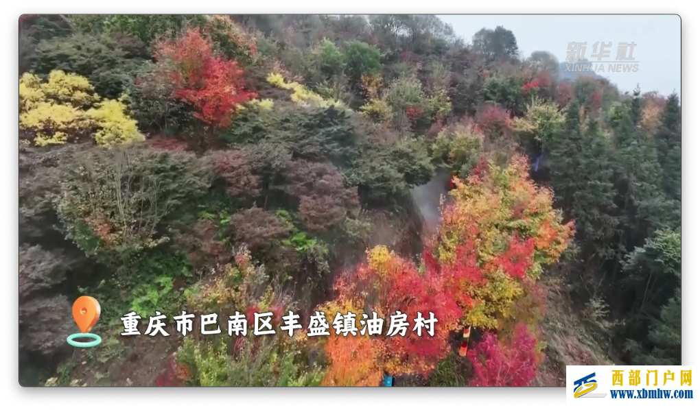 重庆巴南：彩色森林“画出”初冬的浪漫(图1)