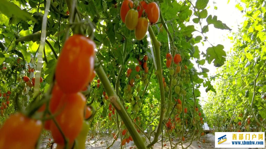 甘肃定西:科技赋能 全年鲜蔬“不断档”(图1) 甘肃定西:科技赋能 全年鲜蔬“不断档”(图1)