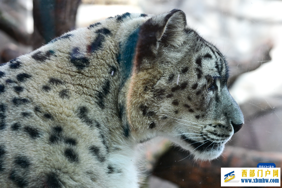 西宁野生动物园豹馆焕新改造完成(图1) 西宁野生动物园豹馆焕新改造完成(图1)