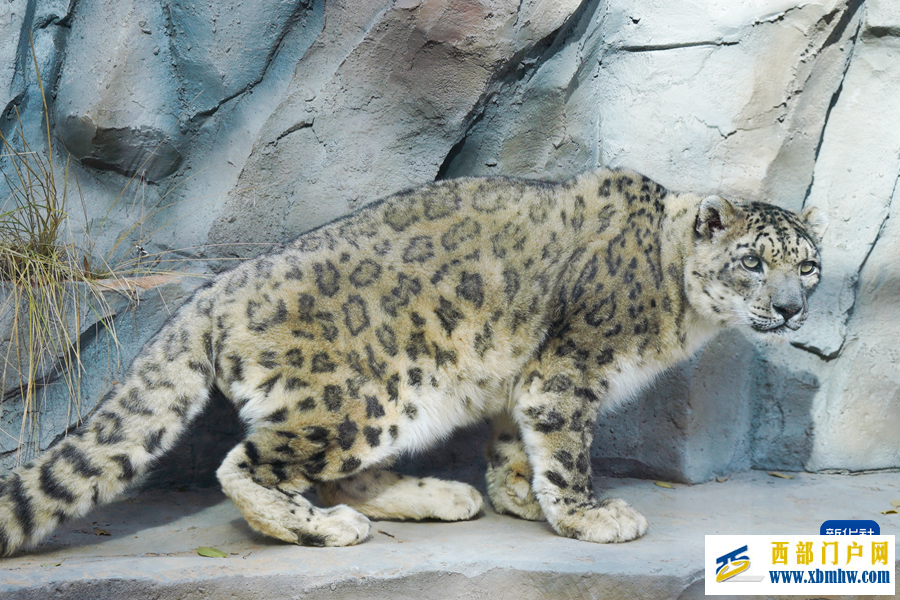 西宁野生动物园豹馆焕新改造完成(图6) 西宁野生动物园豹馆焕新改造完成(图6)