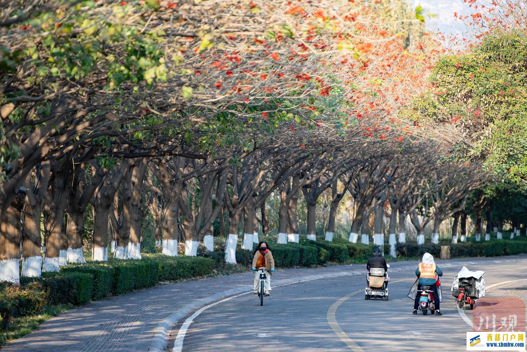 西昌邛海喊你来过“暖冬” 骑上单车闯入一片刺桐花海(图2) 西昌邛海喊你来过“暖冬” 骑上单车闯入一片刺桐花海(图2)